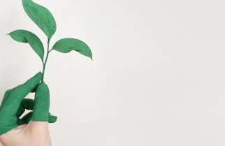 Green fingers holding a plant